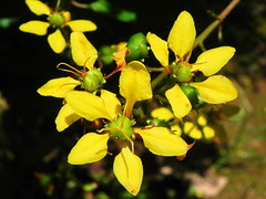 Malpighiaceae