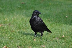 Krähen , Crows