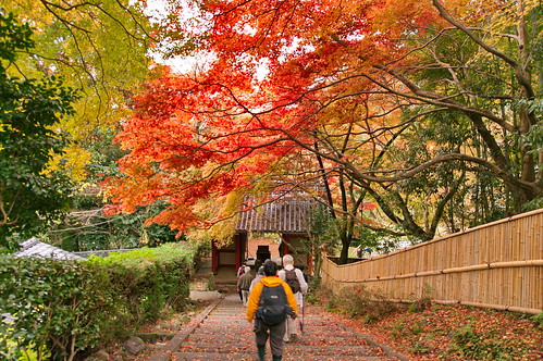 【写真】紅葉 : 金蔵寺