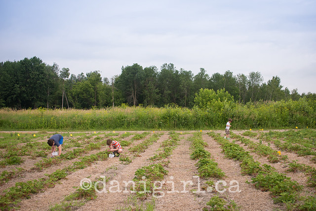Strawberry picking 2013