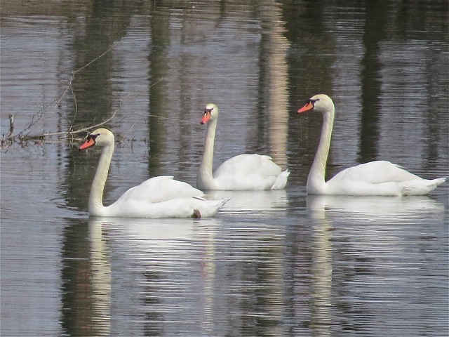 Mute Swans at Evergreen Lake in McLean County