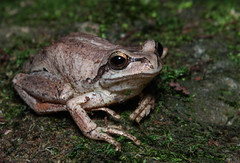 Dorrigo frogs
