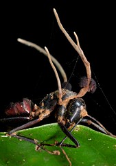 Hymenoptera (Indonesia)
