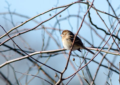 American tree sparrow ( spizella arborea)