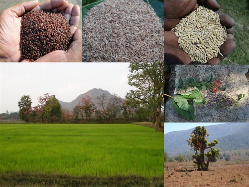 Validated and Potential
Medicinal Rice Formulations for Diabetes mellitus Type 2 Complications and/with
Psoriasis (TH Group-206) from Pankaj Oudhia’s Medicinal Plant Database
