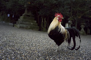 The holy rooster of Isonokami Jingu Shrine.