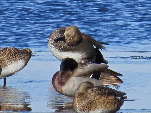 Gadwall and Mallard at the Kenneth L. Schroeder Wildlife Sanctuary in McLean County, IL 29
