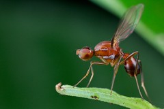 Diptera (Vietnam)