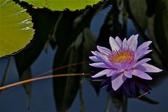 Longwood Water Lily
