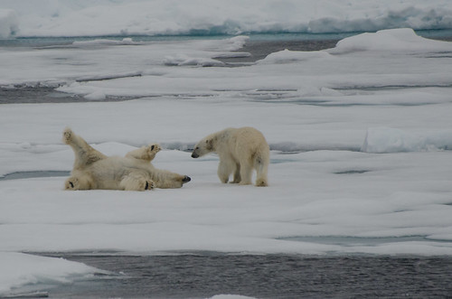 Polar Bears Playing
