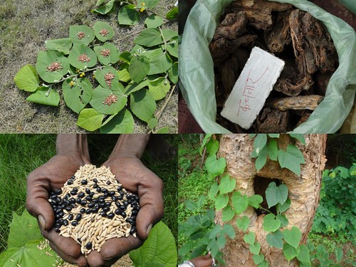 Medicinal Rice Formulations for Diabetes and Cancer Complications, Heart and Kidney Diseases (TH Group-100) from Pankaj Oudhia’s Medicinal Plant Database by Pankaj Oudhia
