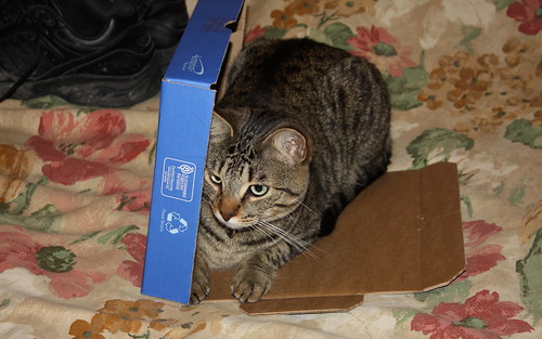 I don't think he understands the concept of a box. by ricmcarthur