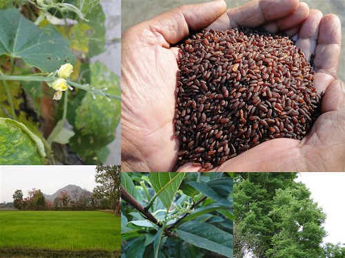 Validated and Potential Medicinal Rice Formulations for Diabetes (Madhumeha) and Cancer Complications and Revitalization of Kidney (TH Group-160) from Pankaj Oudhia’s Medicinal Plant Database by Pankaj Oudhia