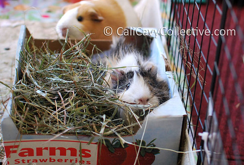 Guinea pig Poof nestled in hay box toy