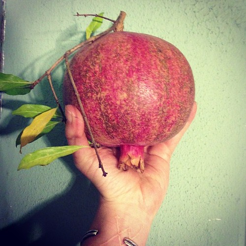Behemoth pomegranate, just plucked from the tree. Taking a bundle of them as potluck offering for a Full Moon Story Circle and potluck!