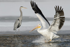 Pelican and Heron_42719.jpg by Mully410 * Images