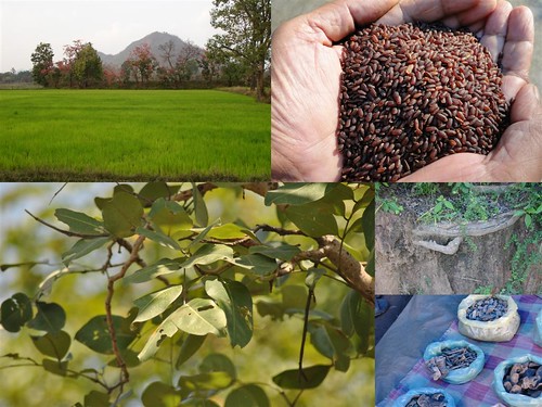 Validated and Potential Medicinal Rice Formulations for Hypertension and/with Diabetes mellitus Type 2 Complications (TH Group-270) from Pankaj Oudhia’s Medicinal Plant Database by Pankaj Oudhia