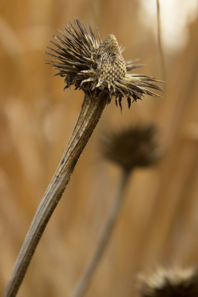 echinacea seedhead