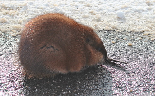 Why did the muskrat cross the road? by ricmcarthur