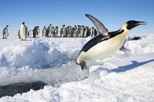 Emperor Penguins of Gould Bay by Christopher.Michel