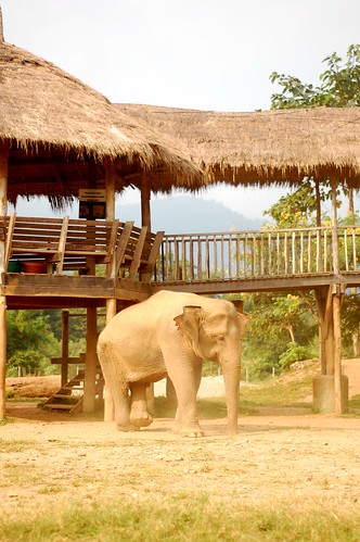 Elephant Nature Park 8
