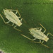 Aphid sisters