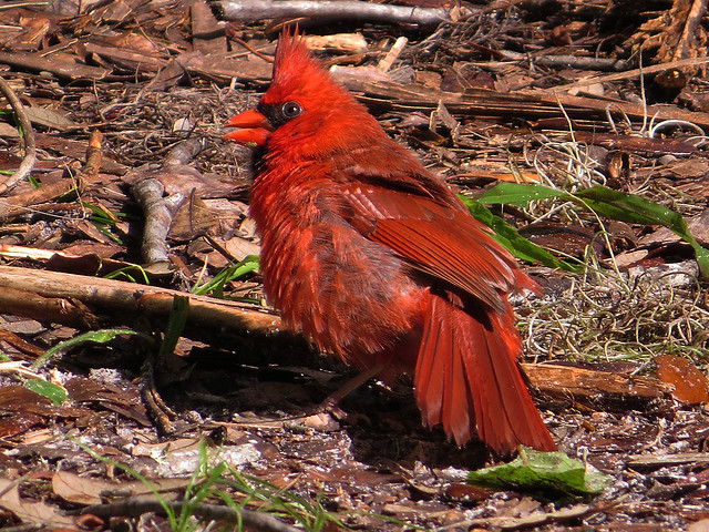 Sunning Northern Cardinal