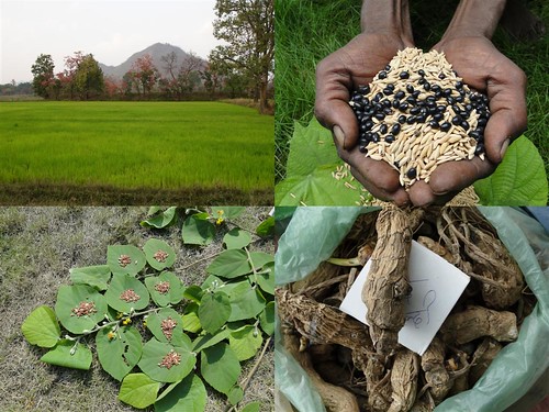 Medicinal Rice Formulations for Diabetes Complications, Heart and Kidney Diseases (TH Group-82) from Pankaj Oudhia’s Medicinal Plant Database by Pankaj Oudhia
