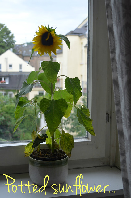 potted sunflower on windowsill