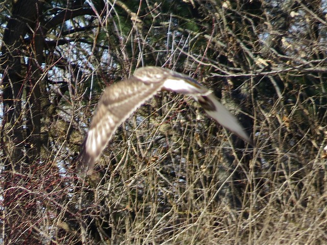 Juvenile Light Morph Rough-legged Hawk near Downs, IL 01