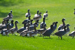 Ducks at La Quinta, CA