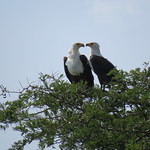 A pair of fish eagles nesting above the Kazinga Channel at Queen Elizabeth National Park, Uganda