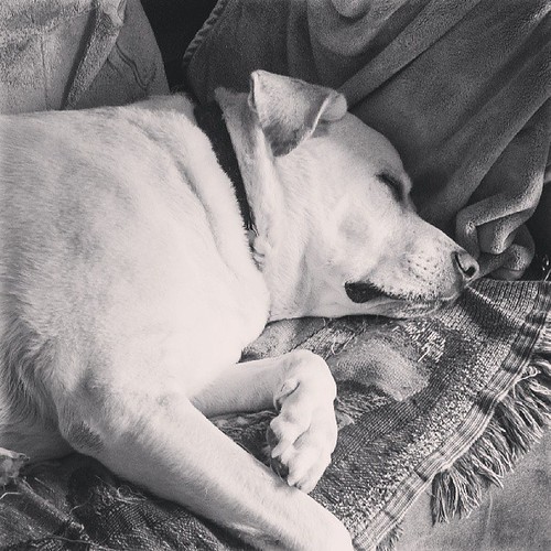 Zeus #love #bigdog #dogstagram #labmix #sleepy