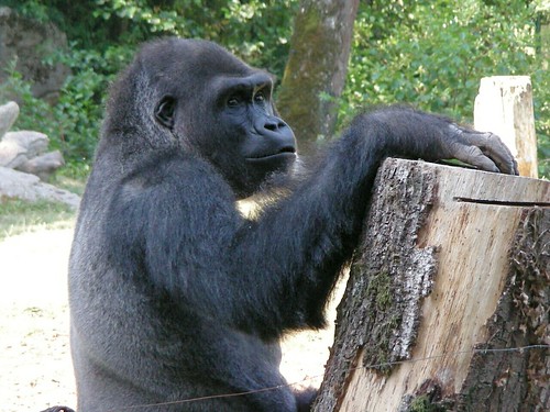 Zoo Schmiding: Gorillas 36 by W i l l a r d
