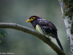 Birds in Uganda