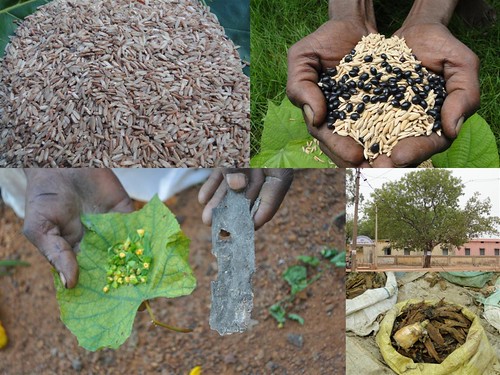 Indigenous Medicinal Rice Formulations for Cancer and Diabetes Complications, Heart, Kidney and Liver Diseases (TH Group-111) from Pankaj Oudhia’s Medicinal Plant Database by Pankaj Oudhia