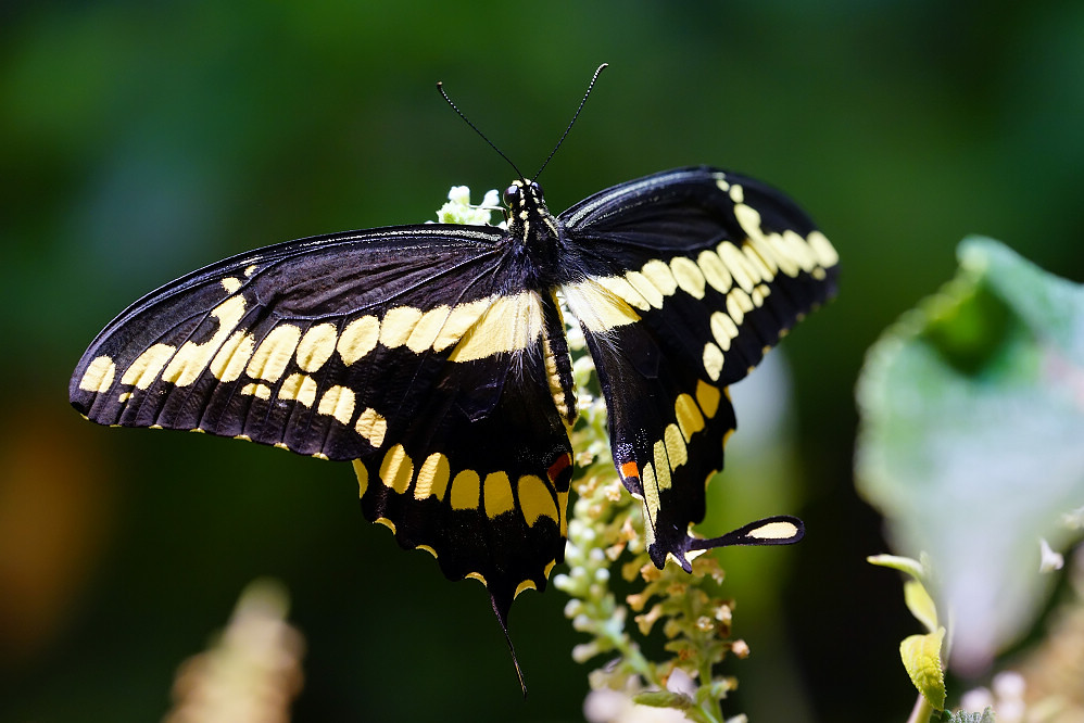 美洲鳳蝶 Papilio ophidicephalus-1