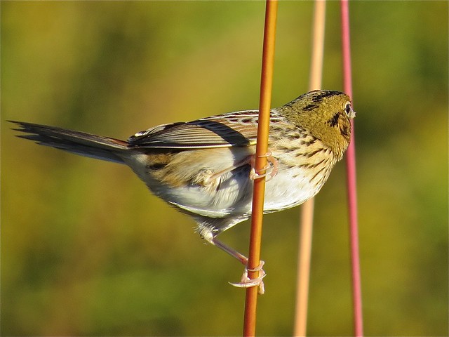 Henslow's Sparrow at Sugar Grove Nature Center in Funks Grove, IL 01