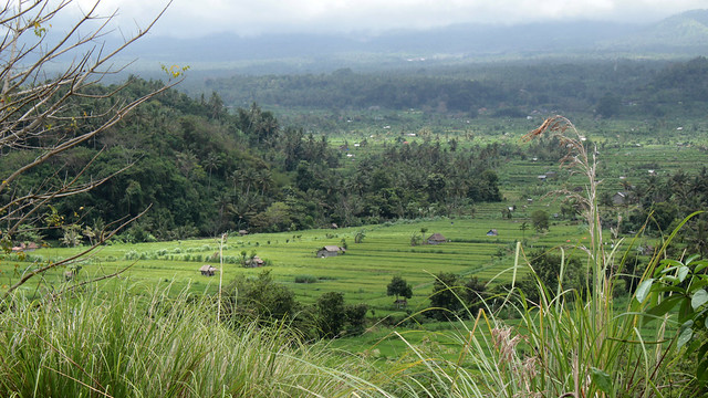 Bali Asli