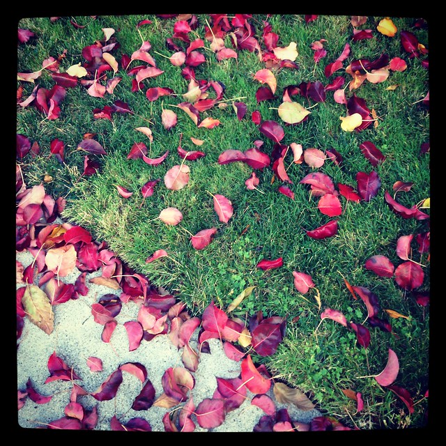 Fall's Petals
