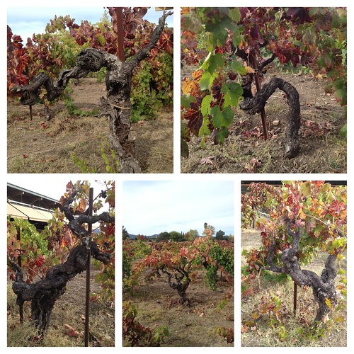 Old Vines at Lytton Springs