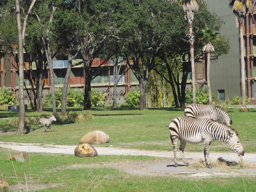Baby zebras gotta run