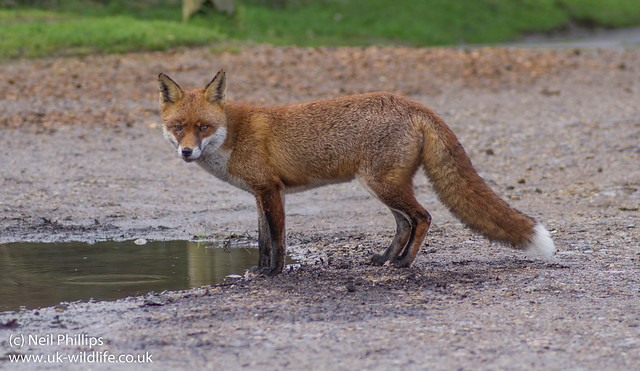 fox puddle 2-2