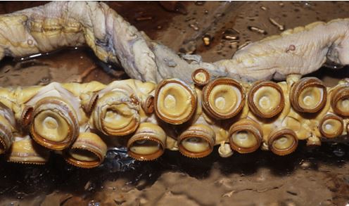 大王魷魚觸腕穗上特化的大吸盤。圖片拍攝：李坤瑄
