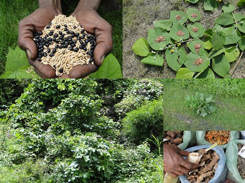 Medicinal Rice Formulations for Diabetes Complications, Heart and Kidney Diseases (TH Group-91) from Pankaj Oudhia’s Medicinal Plant Database by Pankaj Oudhia