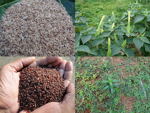 Validated and Powerful Medicinal Rice Formulations for Diabetes (Madhumeha) and Cancer Complications and Revitalization of Pancreas (TH Group-146 special) from Pankaj Oudhia’s Medicinal Plant Database by Pankaj Oudhia