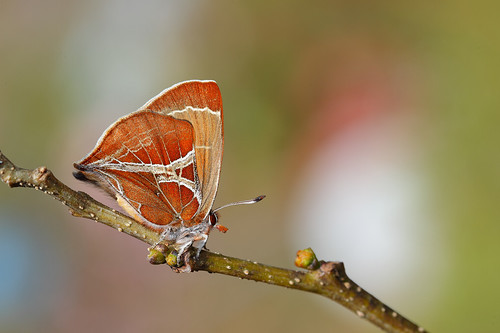 平常難得一見的尖灰蝶(歪紋小灰蝶)，只要能在棲息地找到其食草合歡，自然就很有機會見到母蝶飛過來產卵。