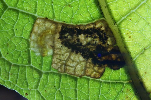 Ectoedemia intimella larva and mine