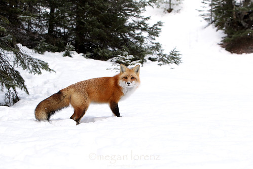 Fox by Megan Lorenz