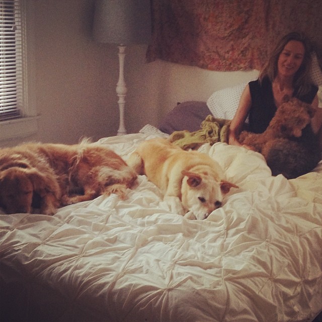 The dogs have decided to create a SNUGGERY on Noelle's bed. Good morning!